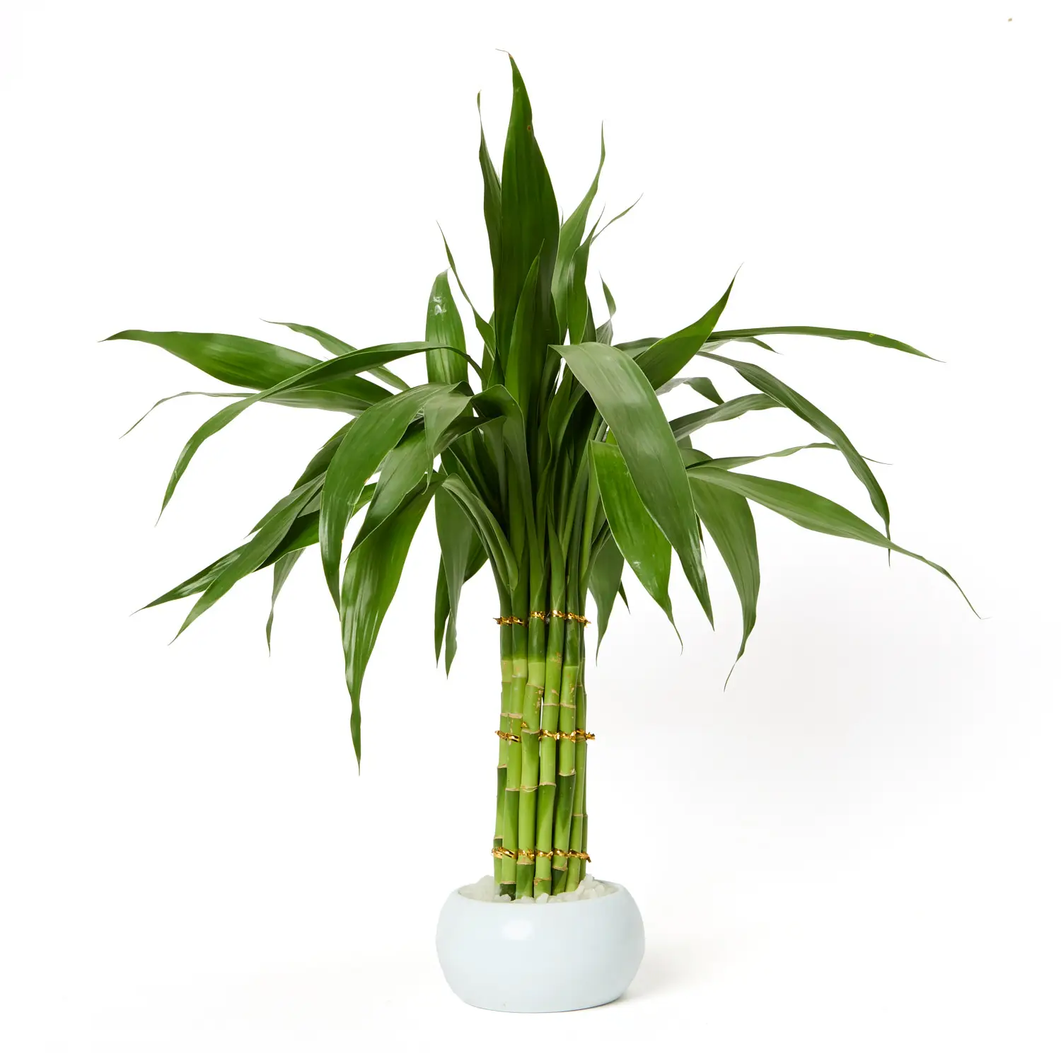 Dracena Micro Circular Planta Natural Timlog